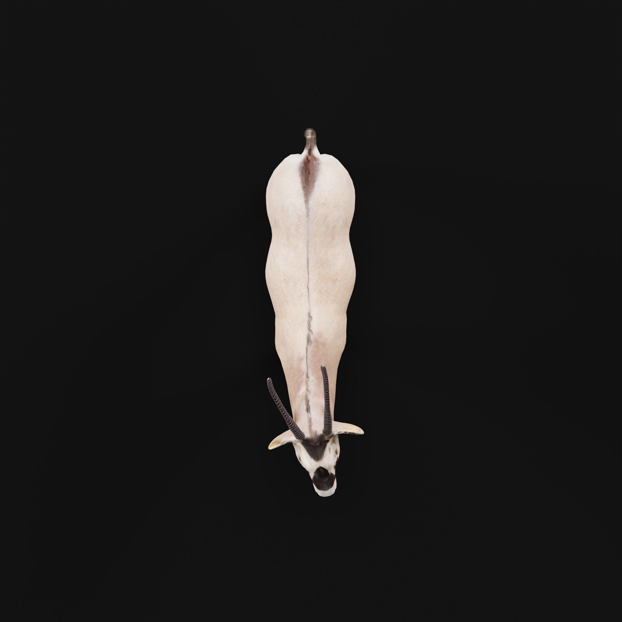 Gemsbok Oryx Antelope Low-poly 3D model_23