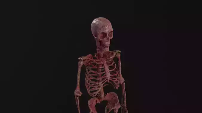 Human Skeleton