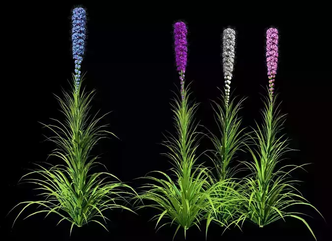 Realistic Blazing Star Flowers Low-poly 3D model