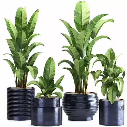 indoor plant set016