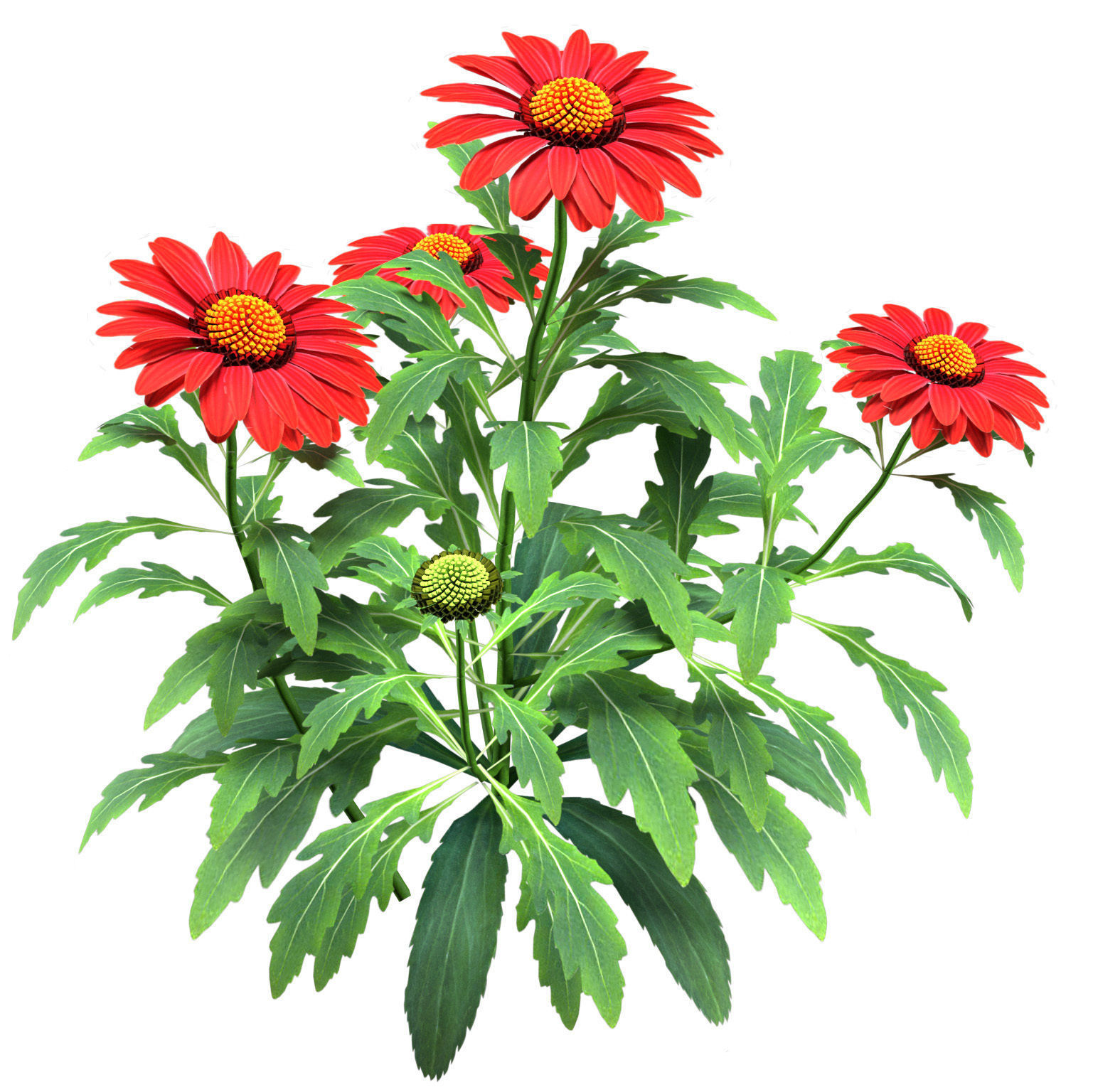 Arizona Red Shades Blanket Flowers 3d with free tutorial Low-poly 3D model_7