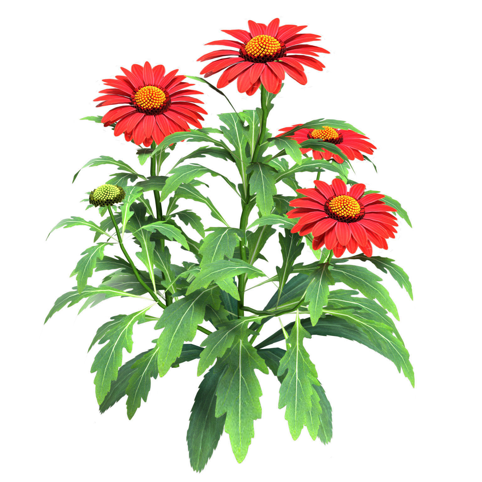 Arizona Red Shades Blanket Flowers 3d with free tutorial Low-poly 3D model_8