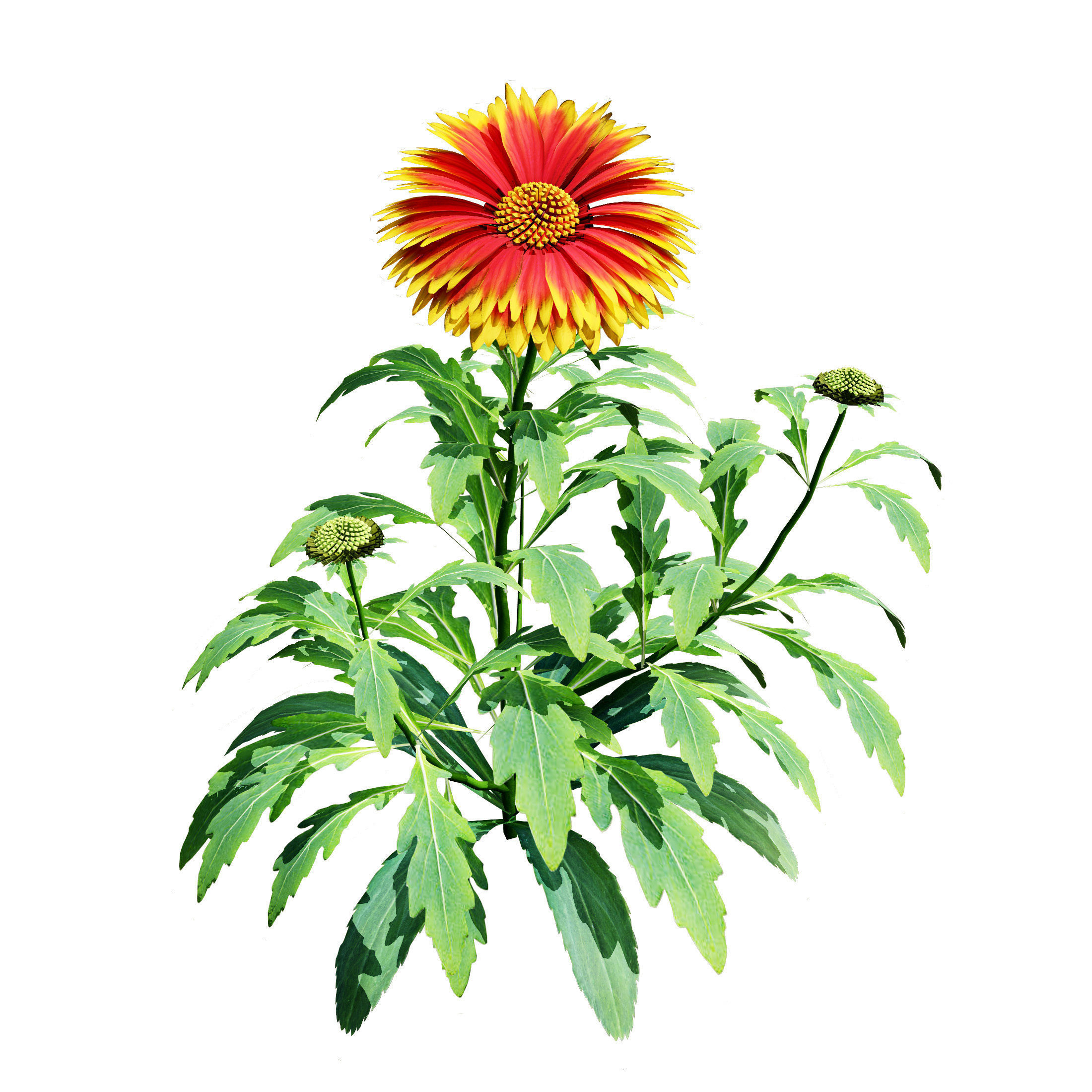 Arizona Red Shades Blanket Flowers 3d with free tutorial Low-poly 3D model_4