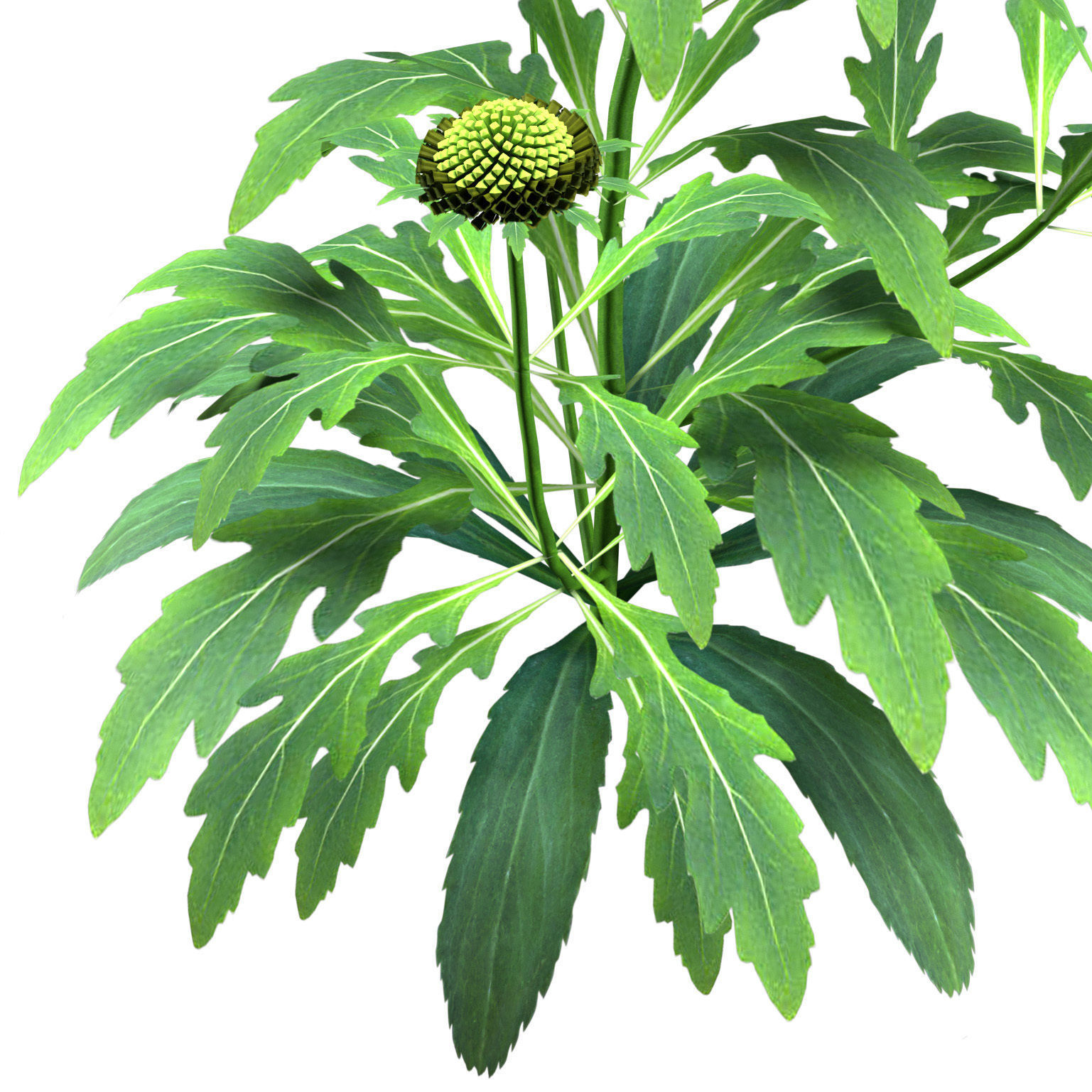 Arizona Red Shades Blanket Flowers 3d with free tutorial Low-poly 3D model_6