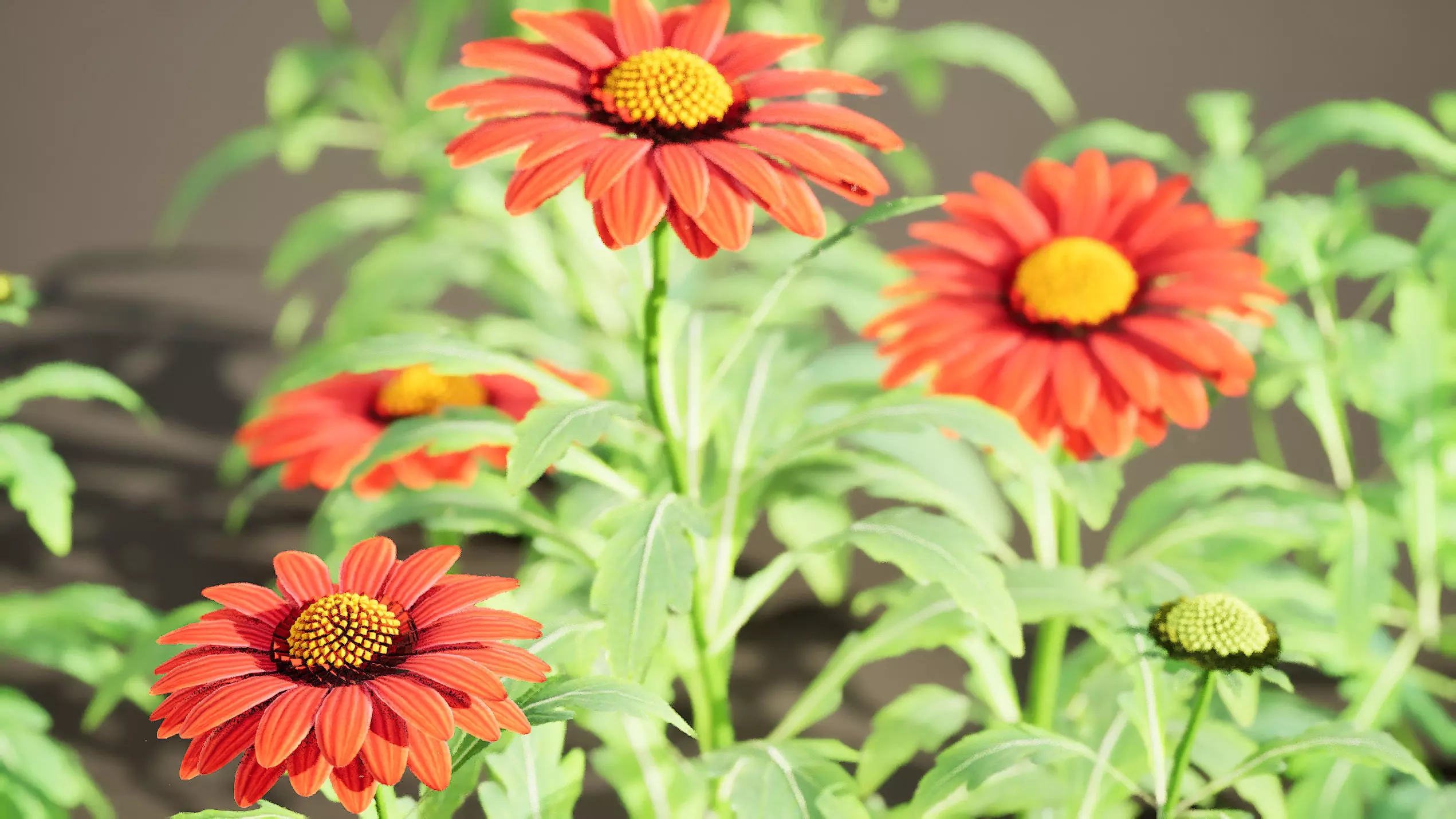 Arizona Red Shades Blanket Flowers 3d with free tutorial Low-poly 3D model_0