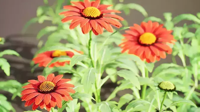 Arizona Red Shades Blanket Flowers 3d with free tutorial Low-poly 3D model
