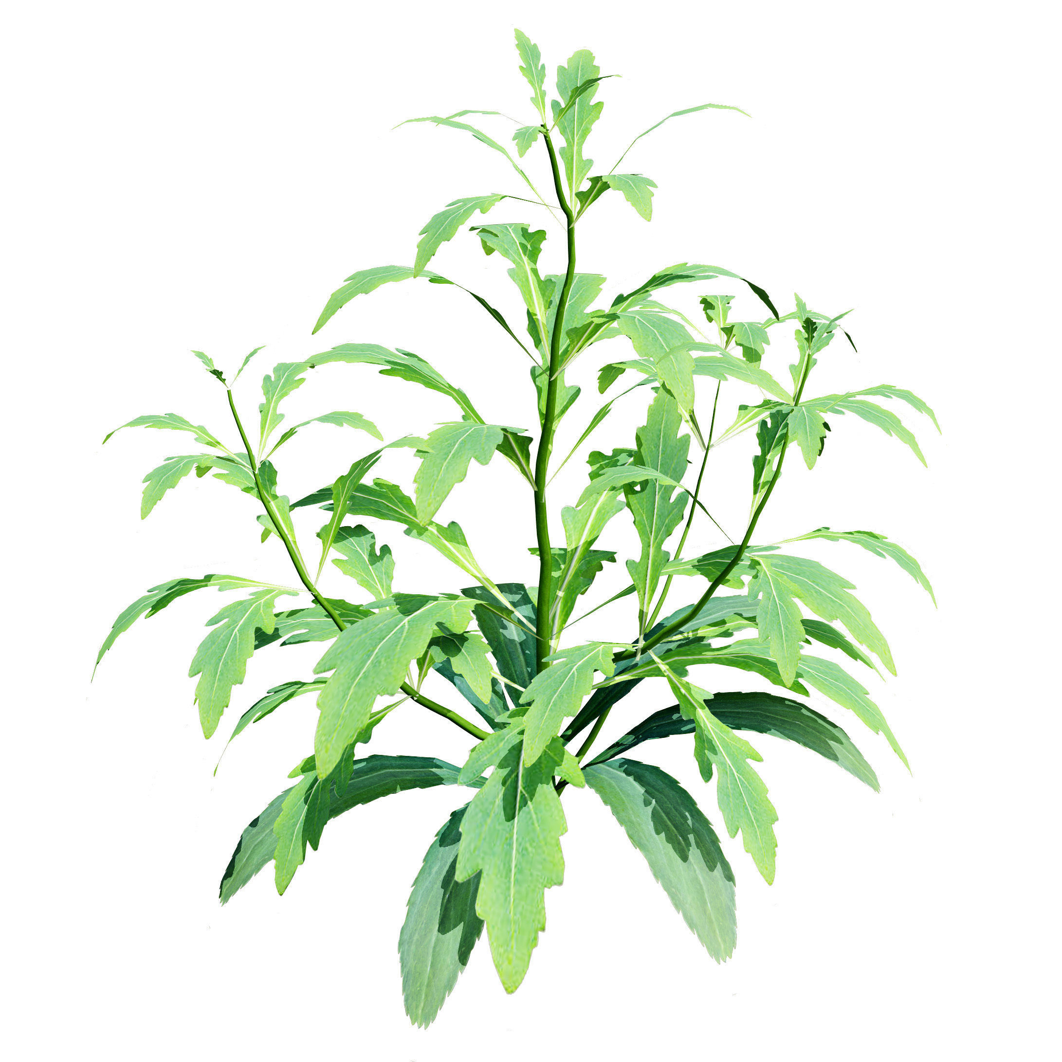 Arizona Red Shades Blanket Flowers 3d with free tutorial Low-poly 3D model_5