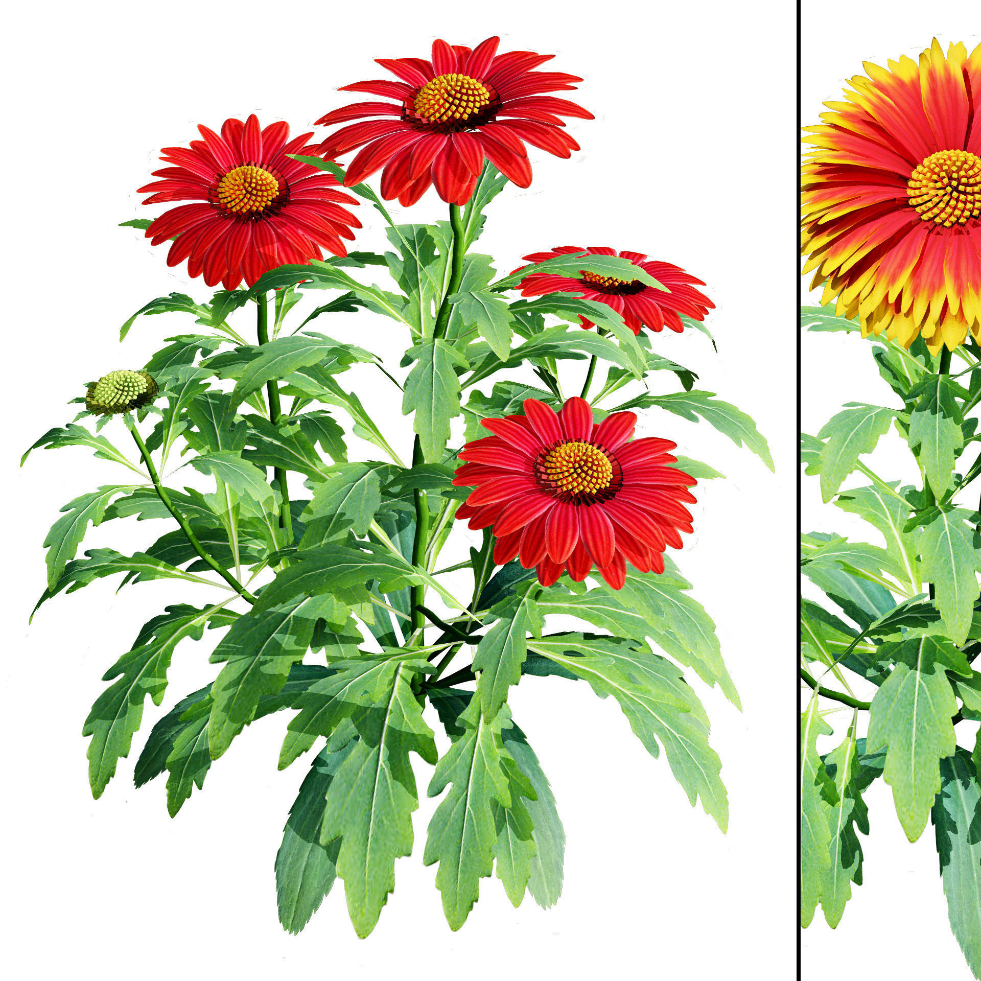 Arizona Red Shades Blanket Flowers 3d with free tutorial Low-poly 3D model_14