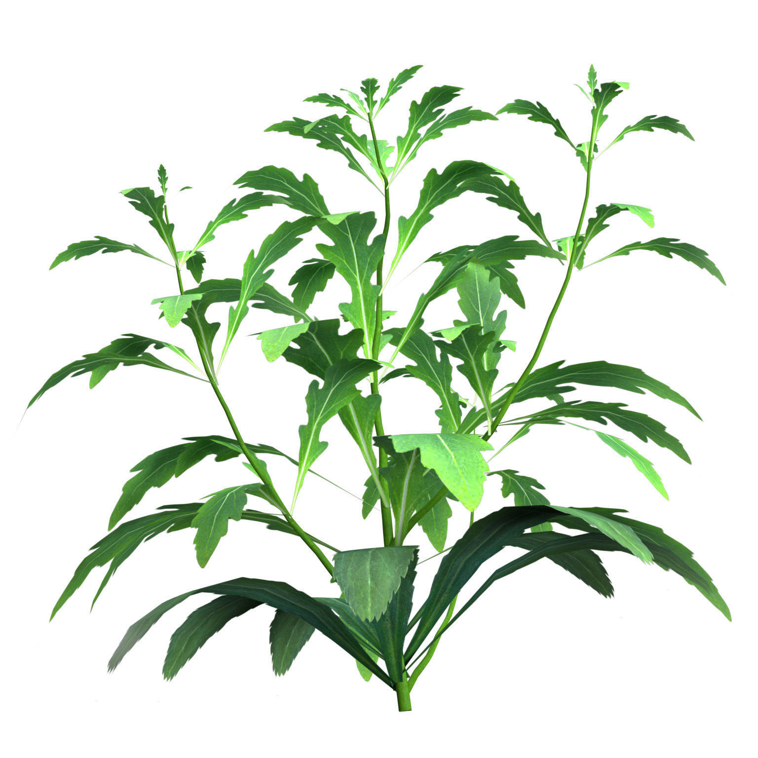 Arizona Red Shades Blanket Flowers 3d with free tutorial Low-poly 3D model_10