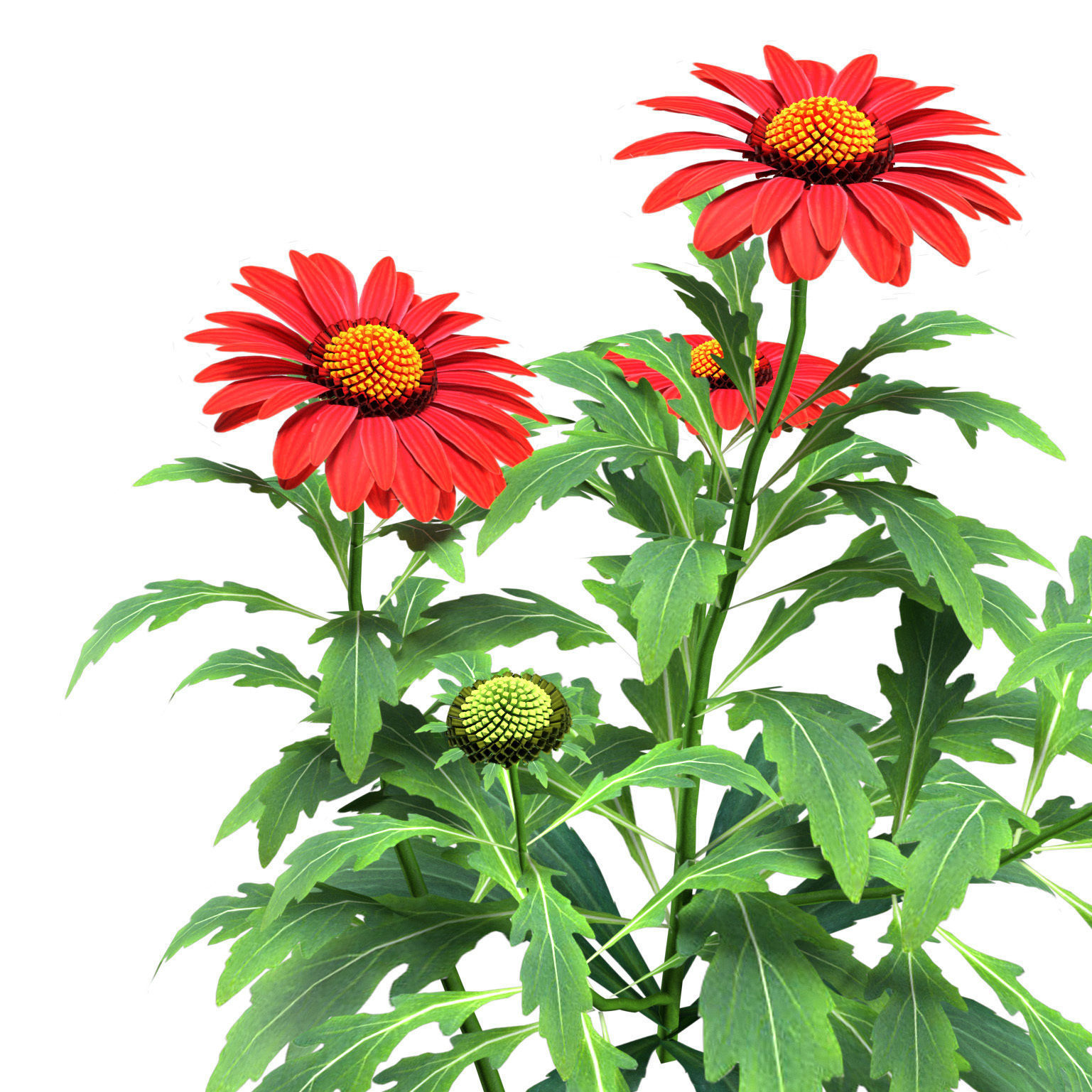 Arizona Red Shades Blanket Flowers 3d with free tutorial Low-poly 3D model_9