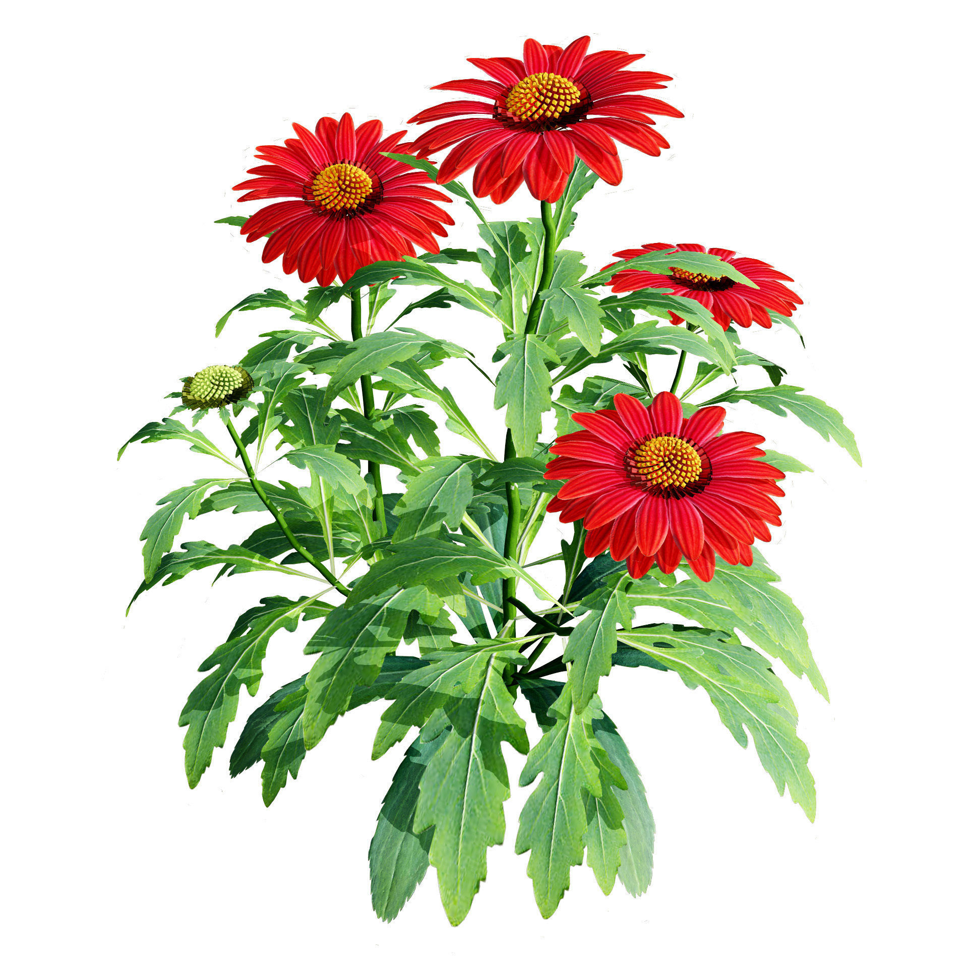 Arizona Red Shades Blanket Flowers 3d with free tutorial Low-poly 3D model_3