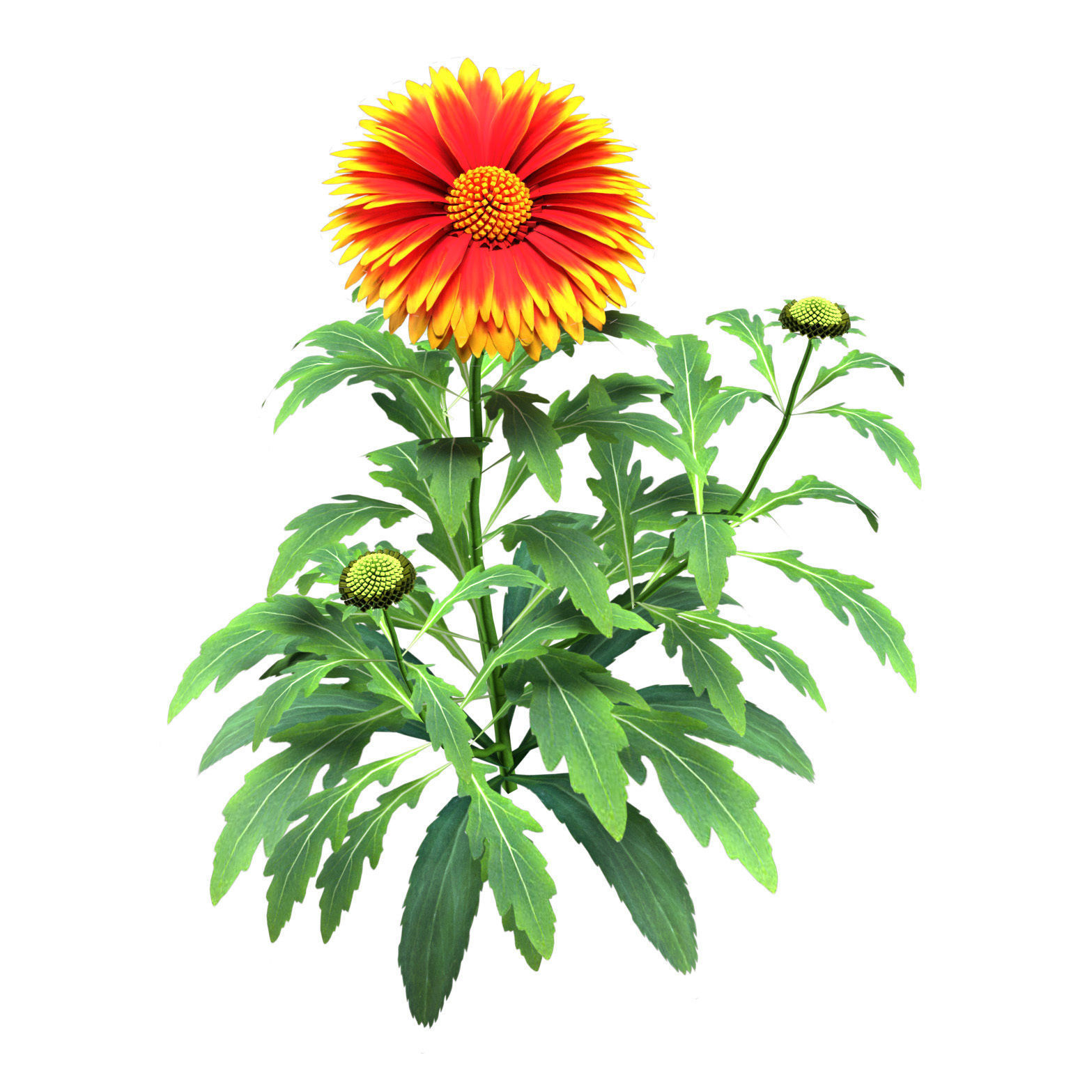 Arizona Red Shades Blanket Flowers 3d with free tutorial Low-poly 3D model_12