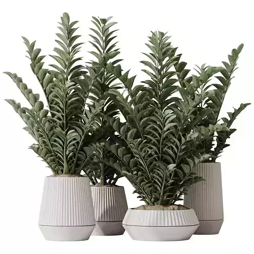 HQ HousePlants ZZ Zamioculcas Zamiifolia Araceae Set02 3D model