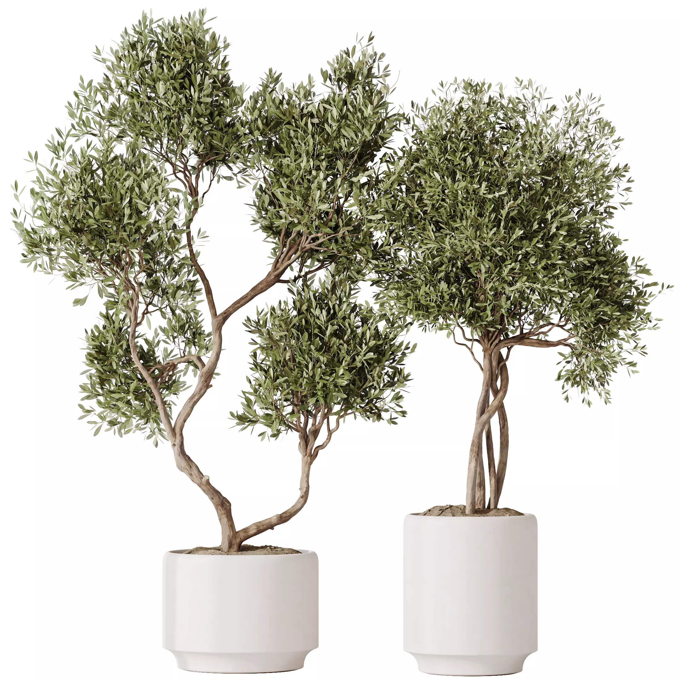 HQ HousePlants Olive Artificial Olivo Olea Tree Set02 3D model