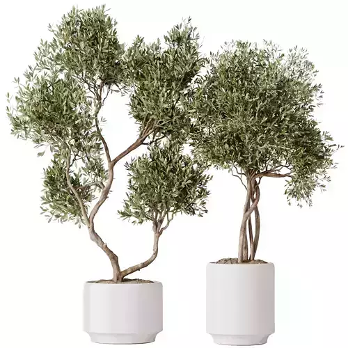 HQ HousePlants Olive Artificial Olivo Olea Tree Set02 3D model