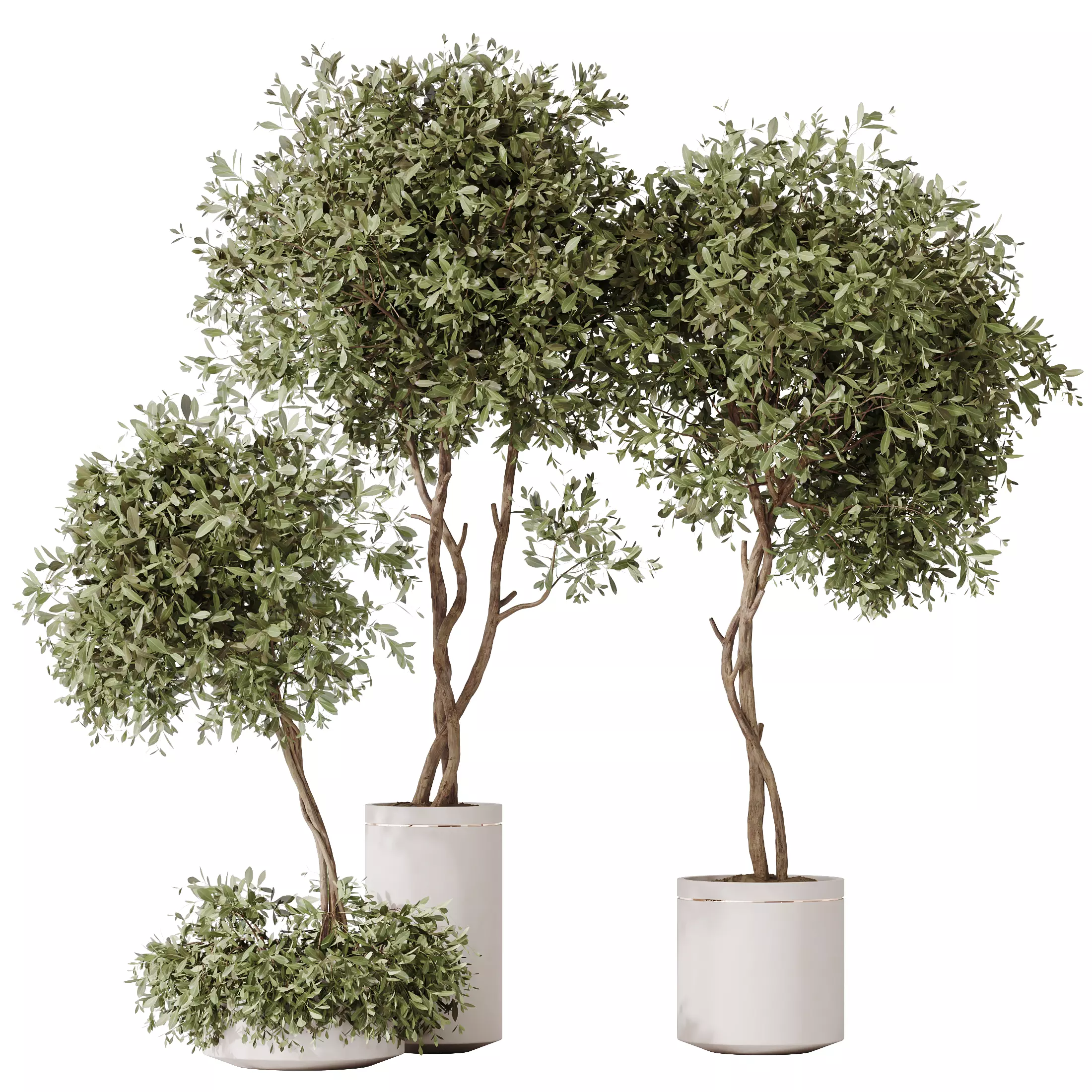 HQ HousePlants Olive Artificial Olivo Olea Tree 3D model