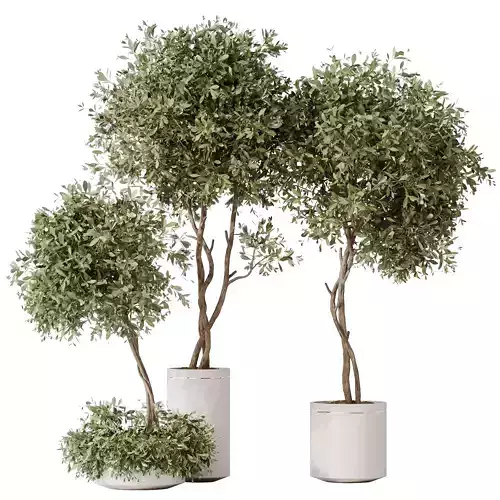 HQ HousePlants Olive Artificial Olivo Olea Tree 3D model