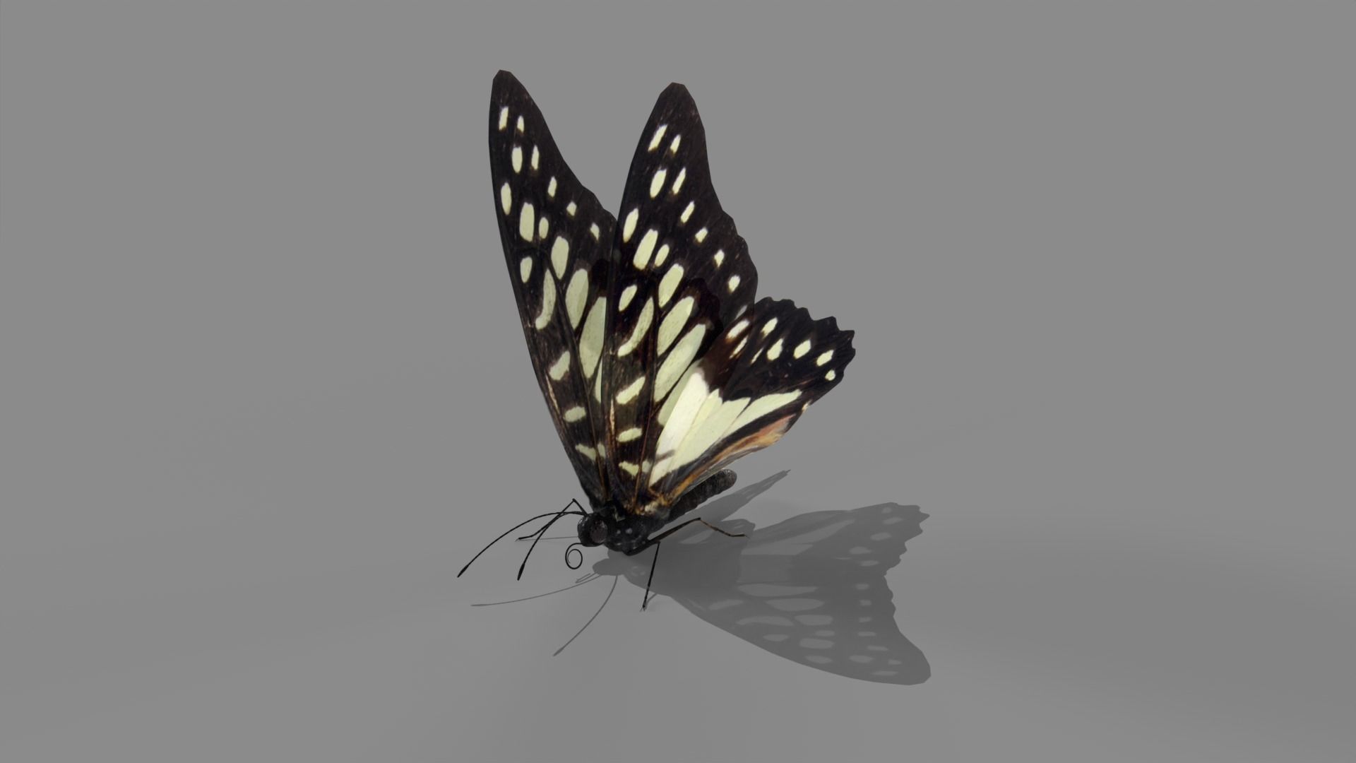 Butterfly realistic 3D model_1