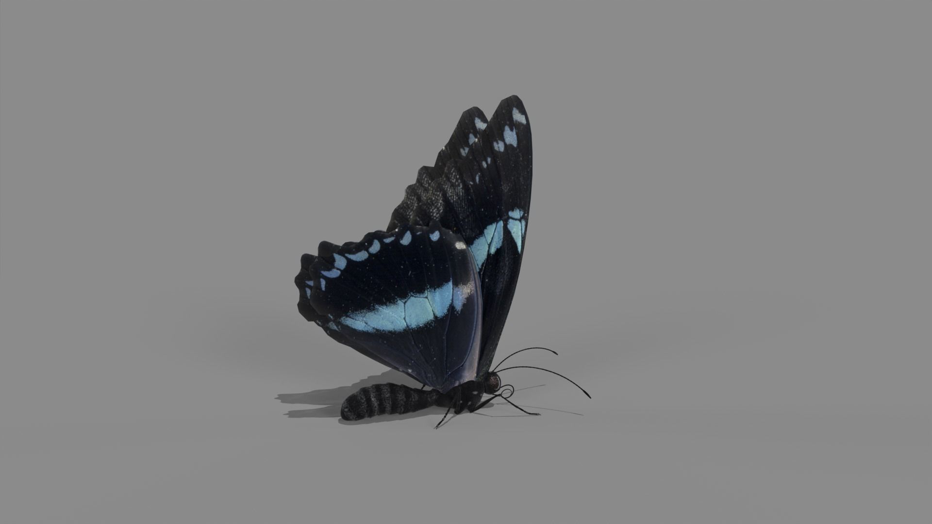 Butterfly realistic 3D model_5