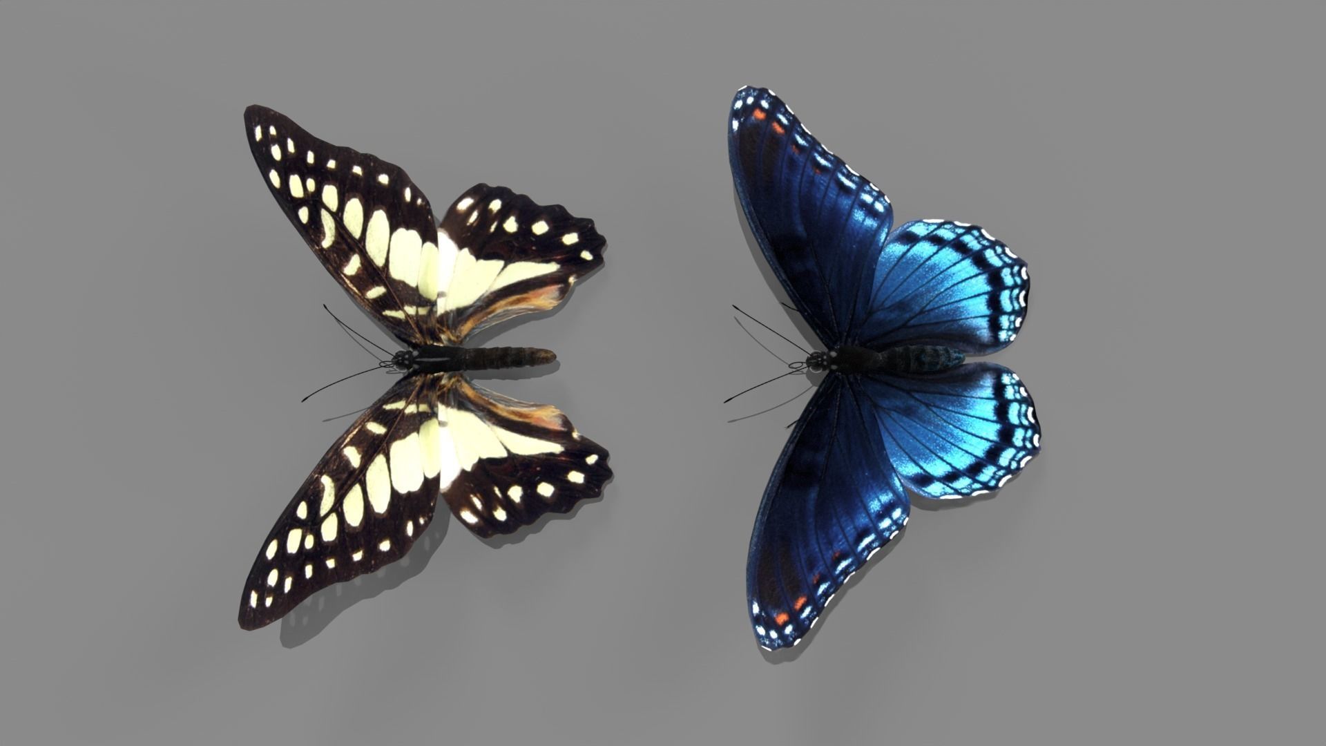 Butterfly realistic 3D model_13