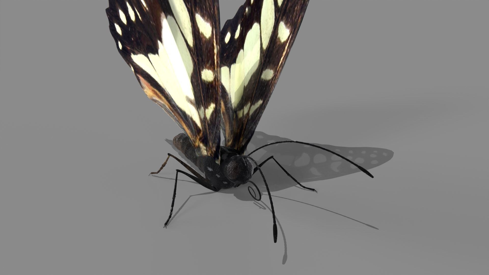 Butterfly realistic 3D model_2