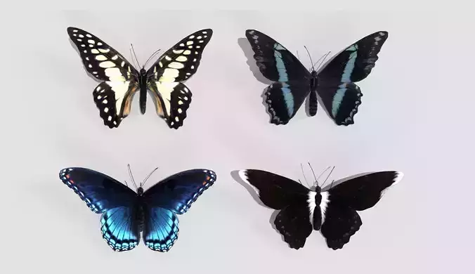 Butterfly realistic 3D model