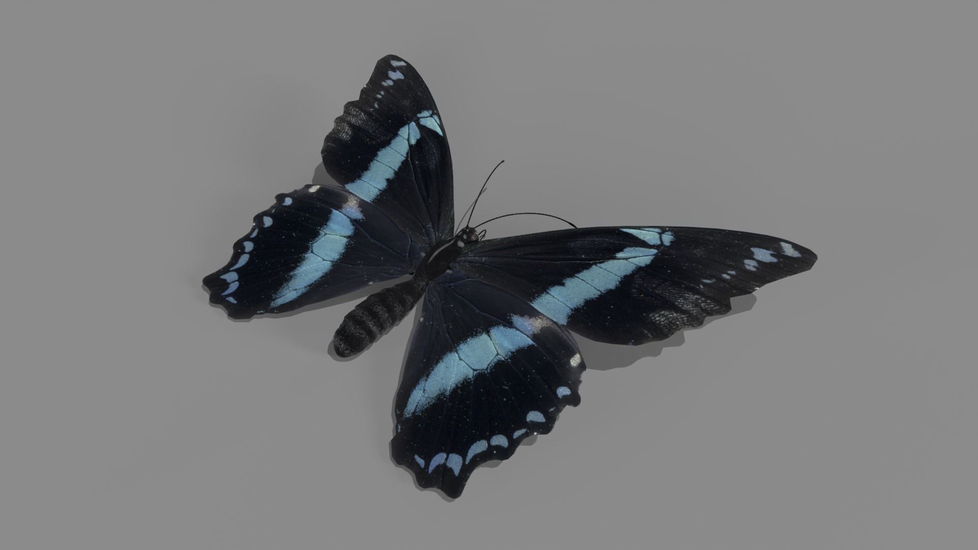 Butterfly realistic 3D model_12