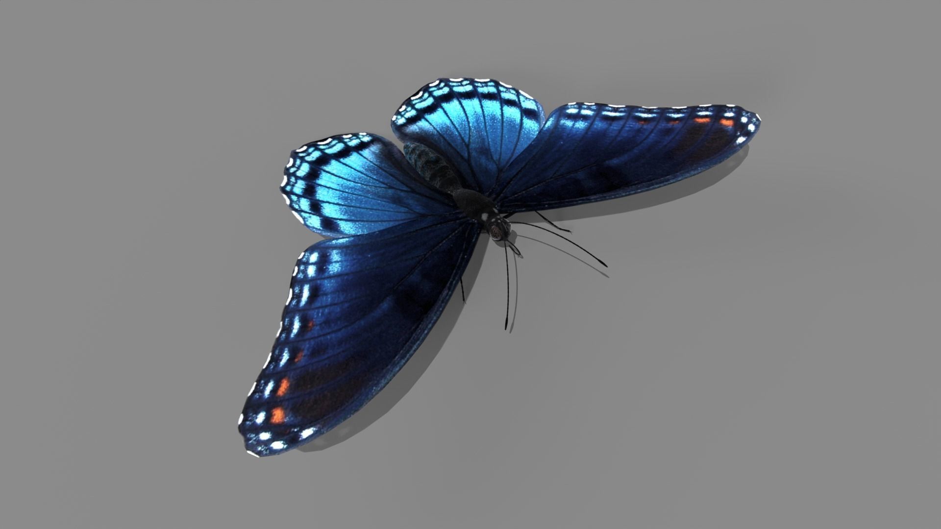 Butterfly realistic 3D model_11