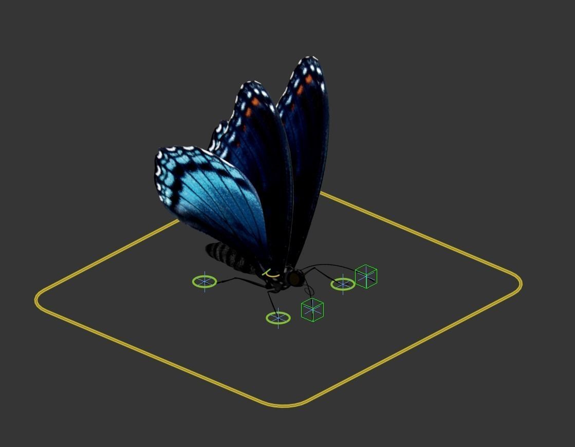 Butterfly realistic 3D model_7