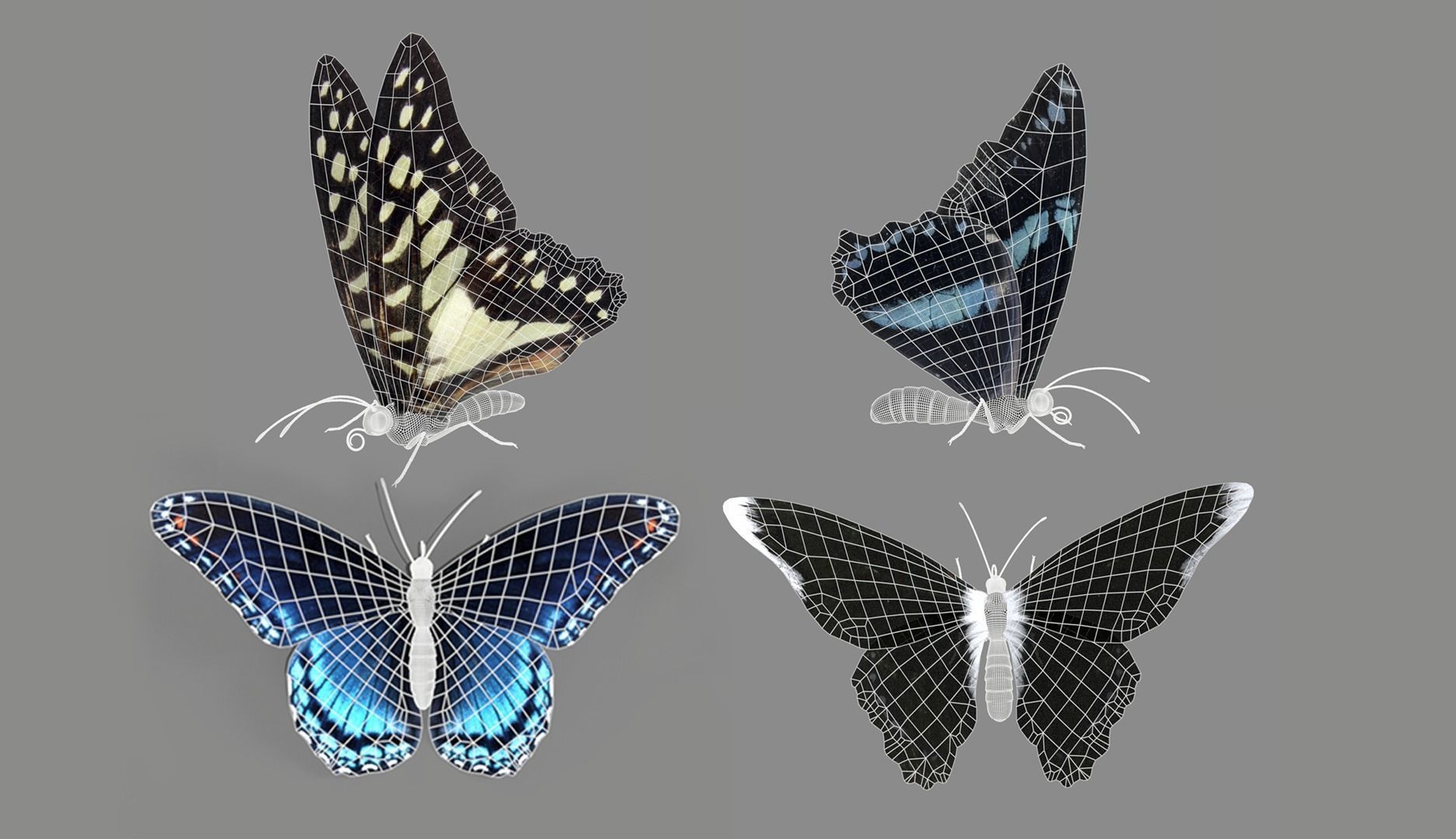 Butterfly realistic 3D model_9
