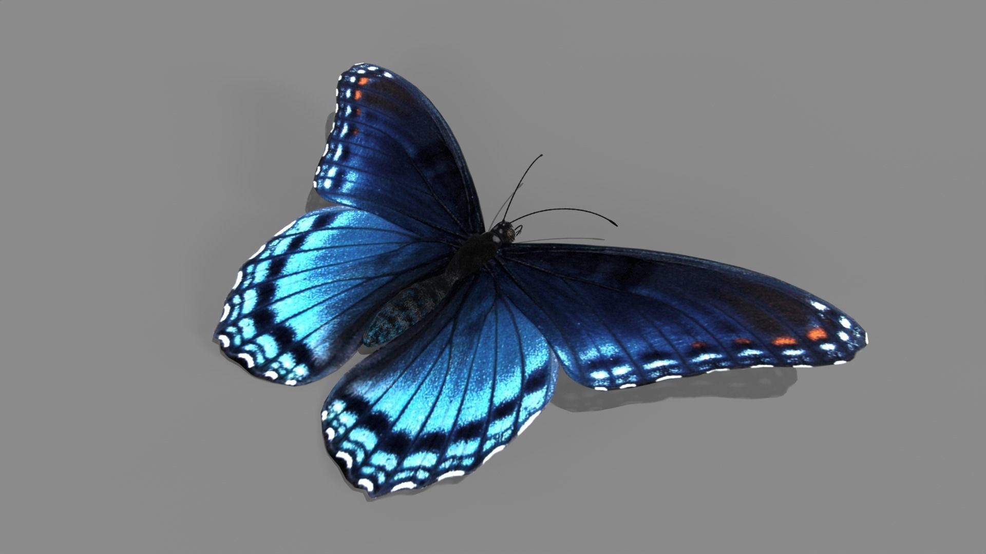 Butterfly realistic 3D model_3