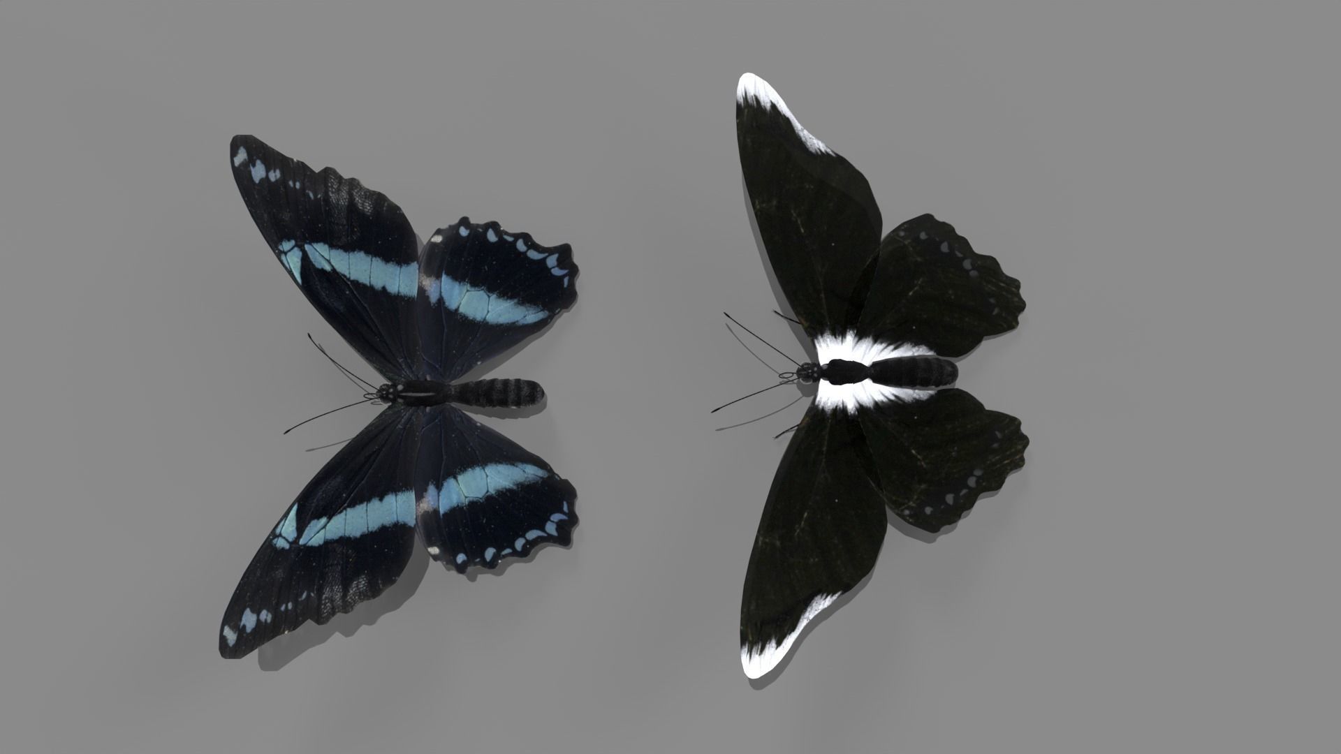 Butterfly realistic 3D model_14