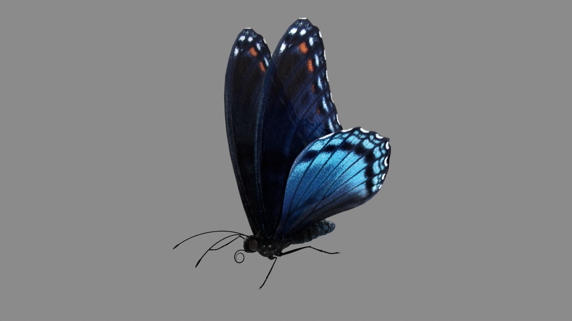 Butterfly realistic 3D model_4