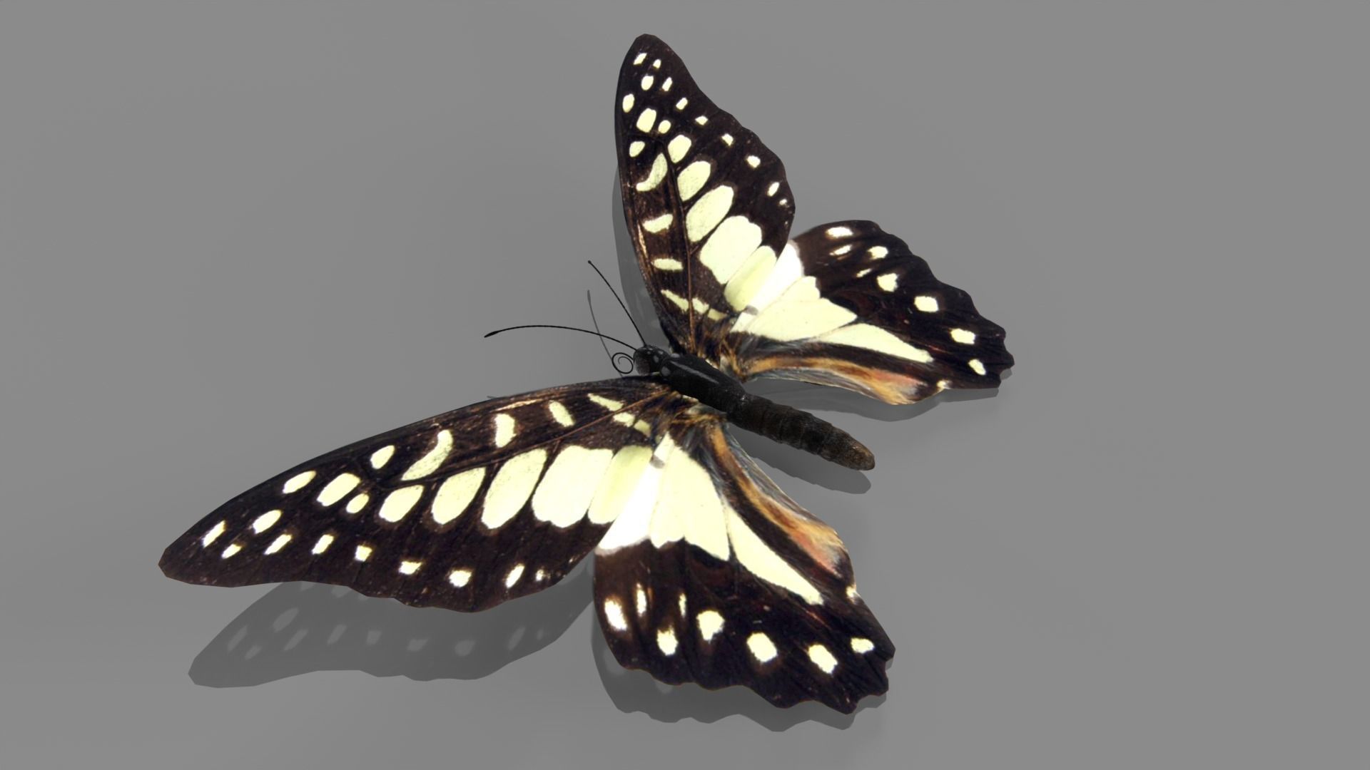 Butterfly realistic 3D model_10