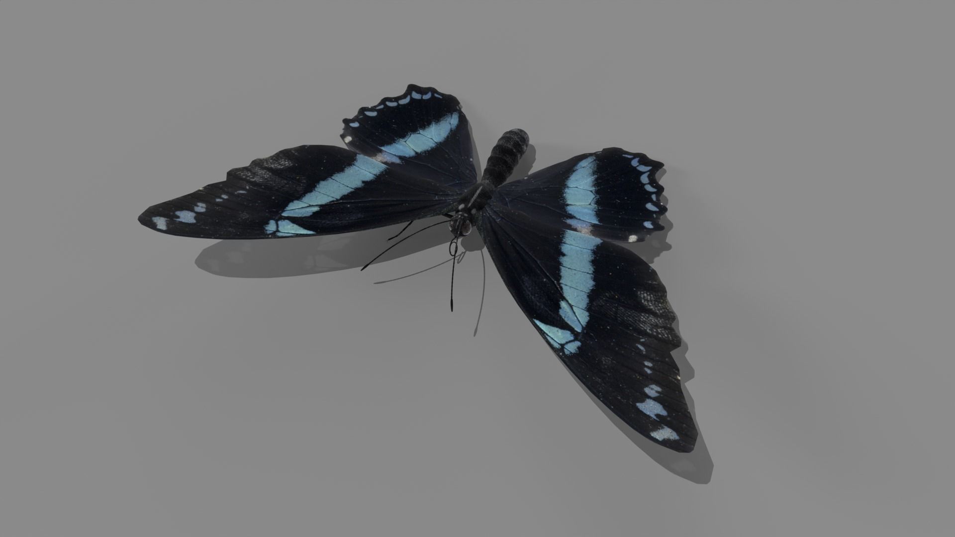 Butterfly realistic 3D model_6
