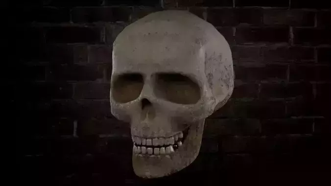 Human Skull