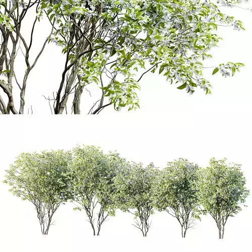 Amelanchier lamarckii