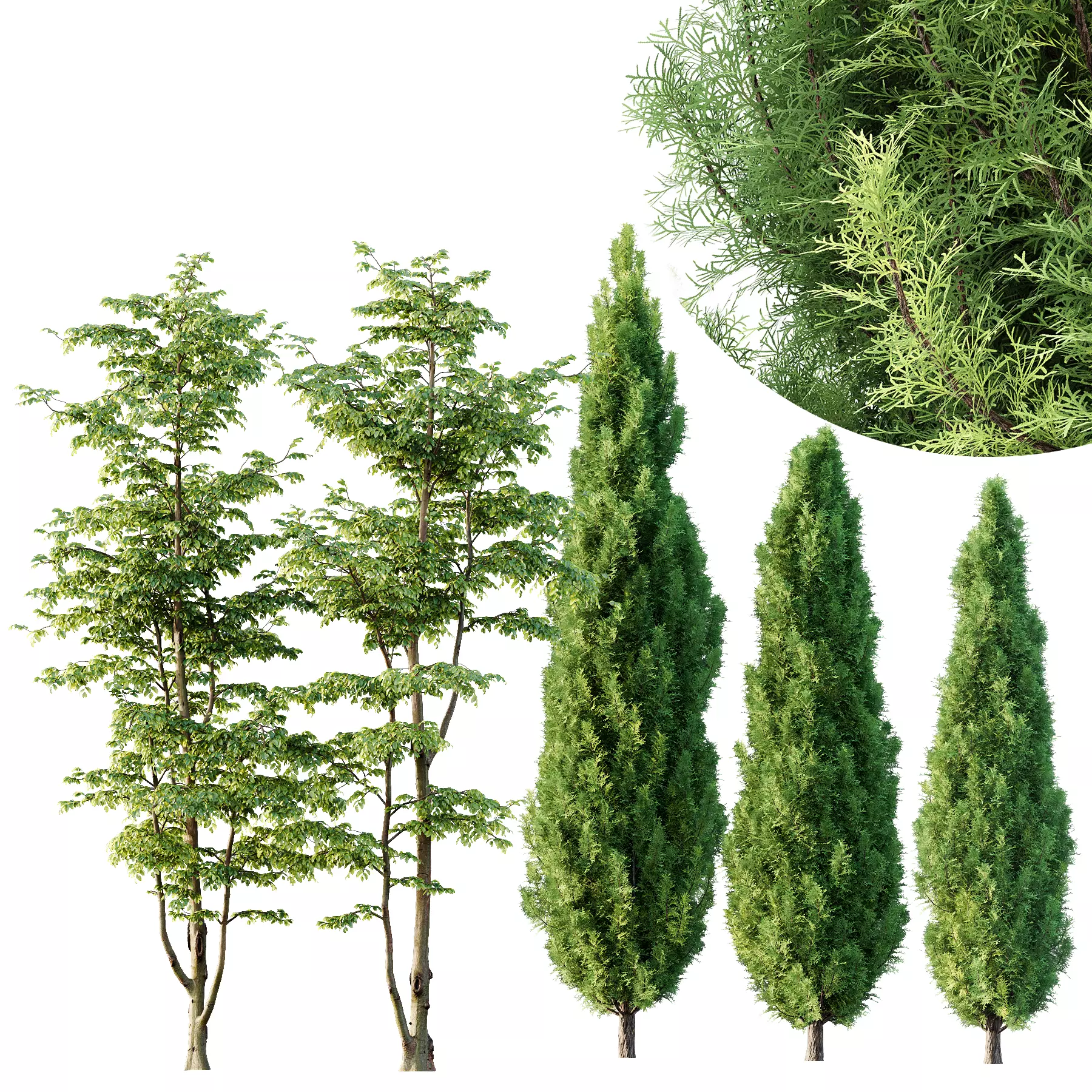 Carpinus Betulus and Mediterranean Cypress 3D model