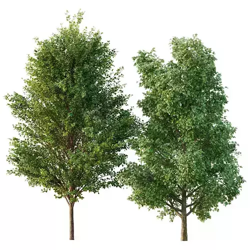 poplar 2 trees 3D model