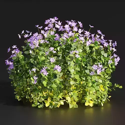 Periwinkle flowering plants vol 185-Blender