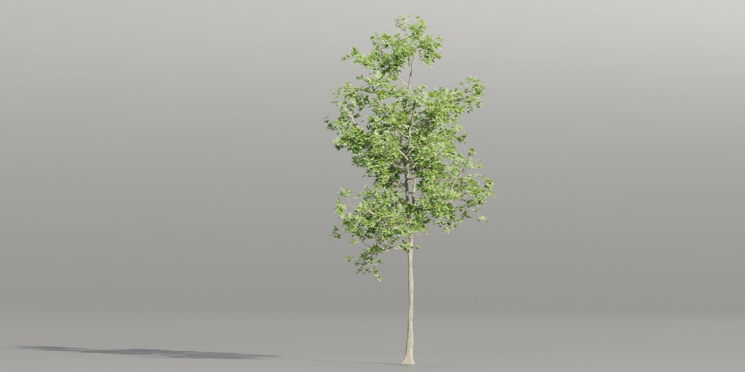 Trees collection vol 189-Blender 3D model_3