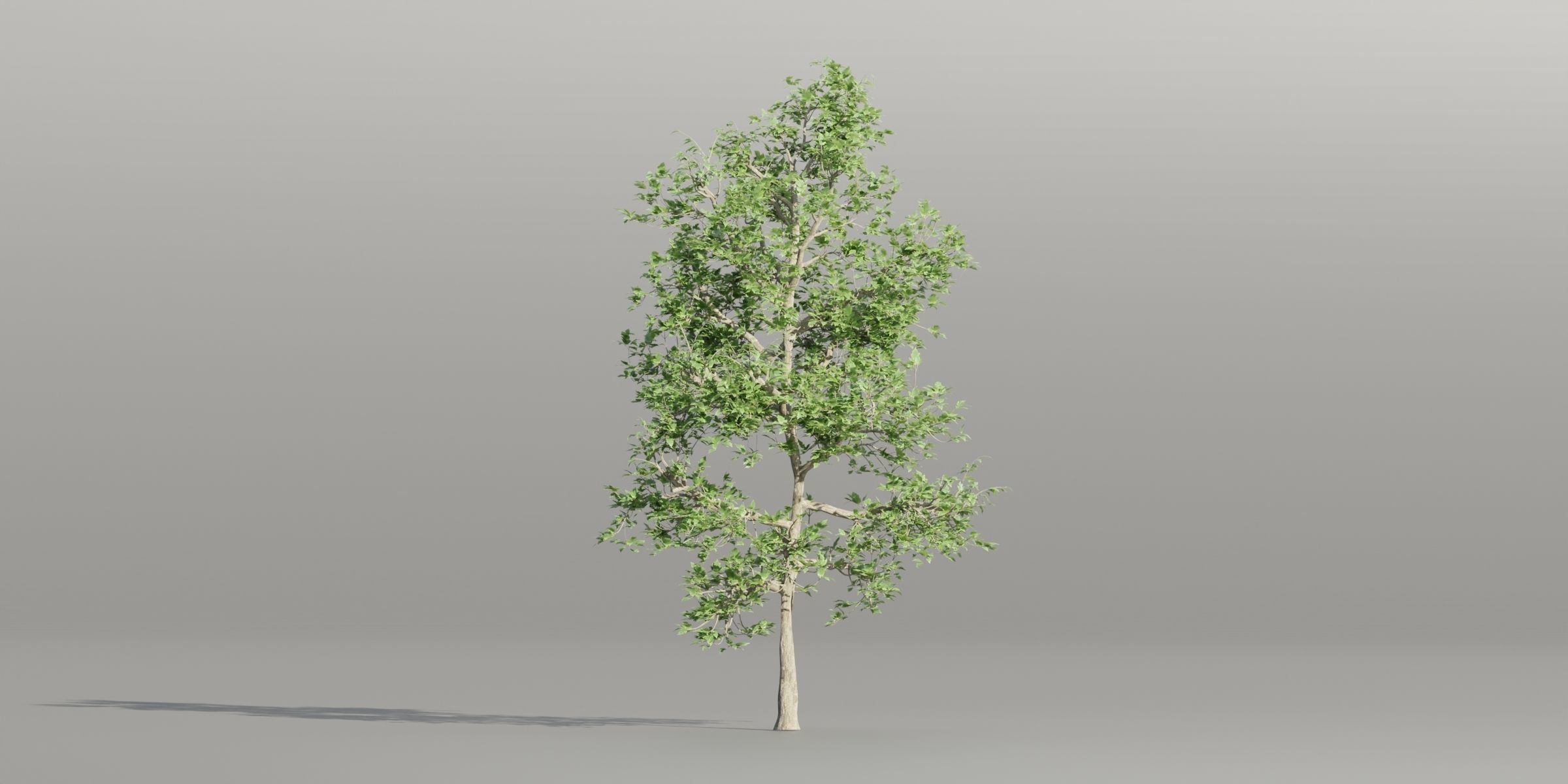 Trees collection vol 189-Blender 3D model_2