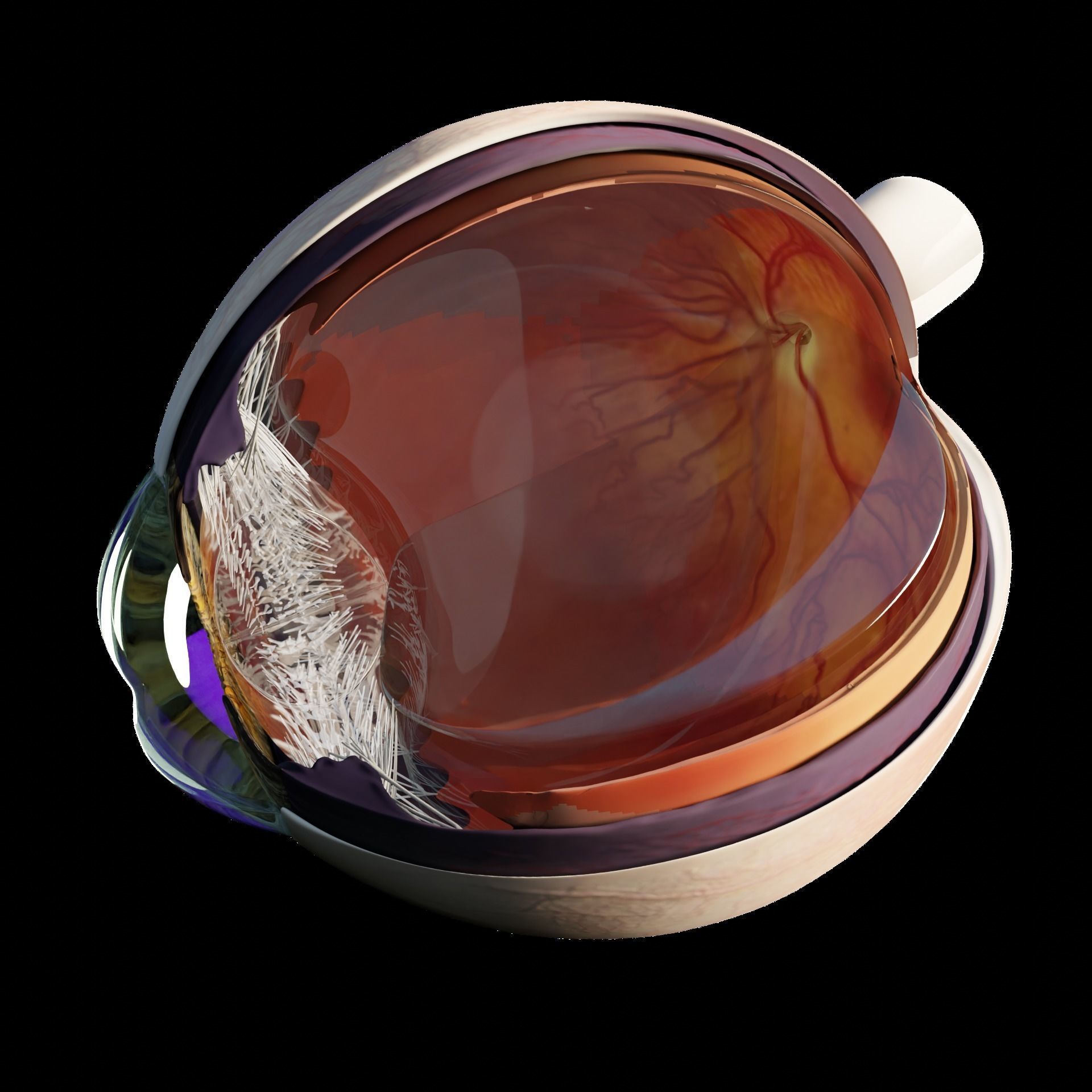 Sectioned eye anatomy model 3D model_3