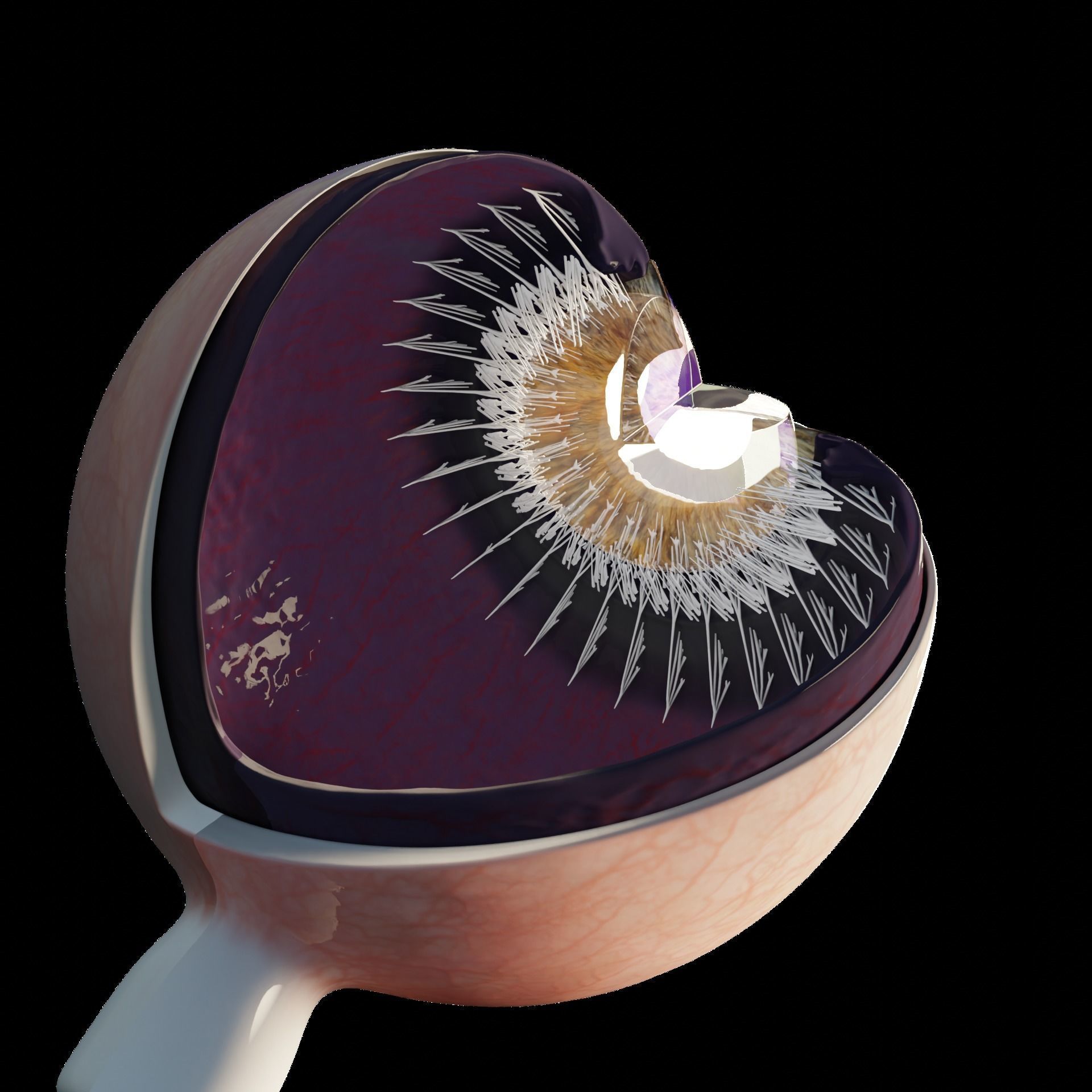 Sectioned eye anatomy model 3D model_2