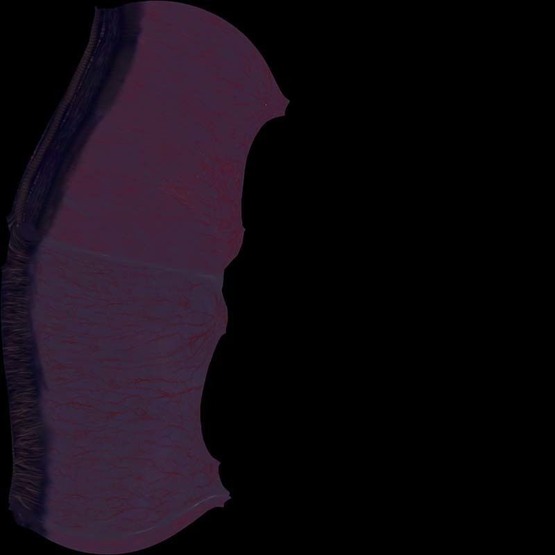 Sectioned eye anatomy model 3D model_6