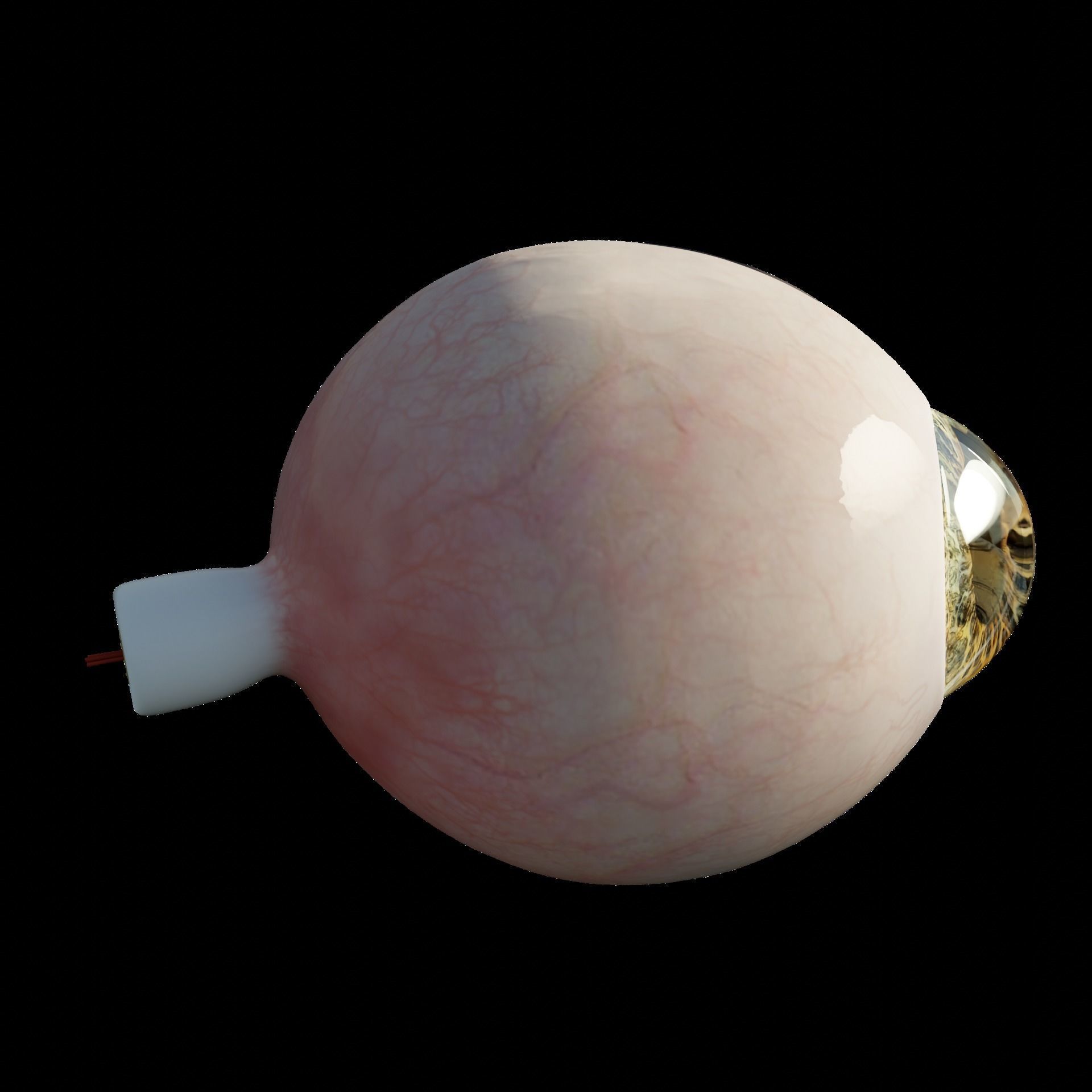 Sectioned eye anatomy model 3D model_1