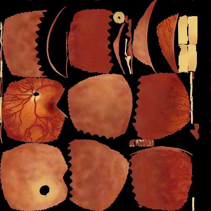 Sectioned eye anatomy model 3D model_11