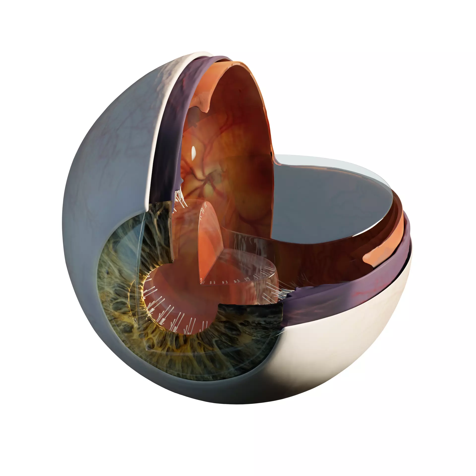 Sectioned eye anatomy model 3D model_0