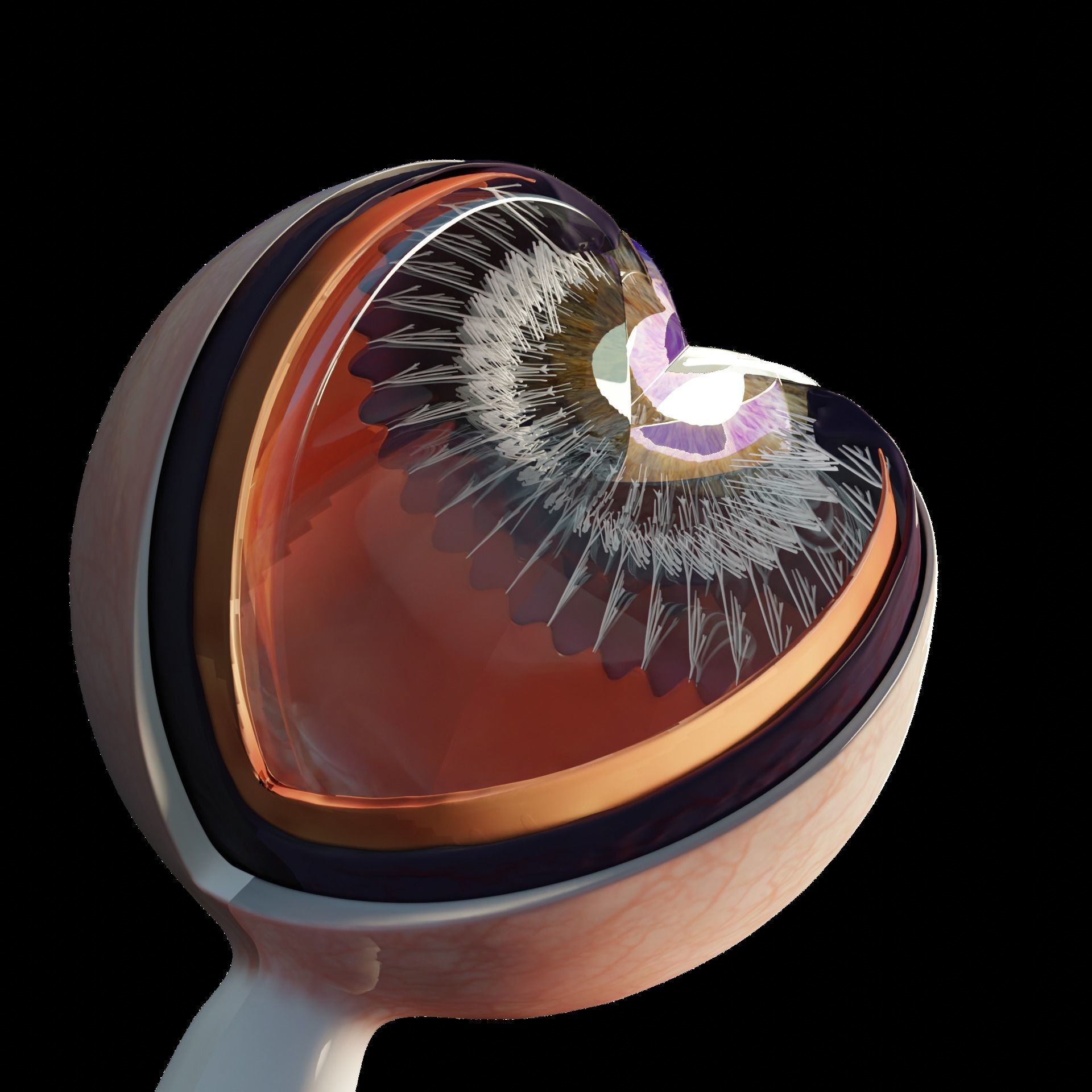 Sectioned eye anatomy model 3D model_5