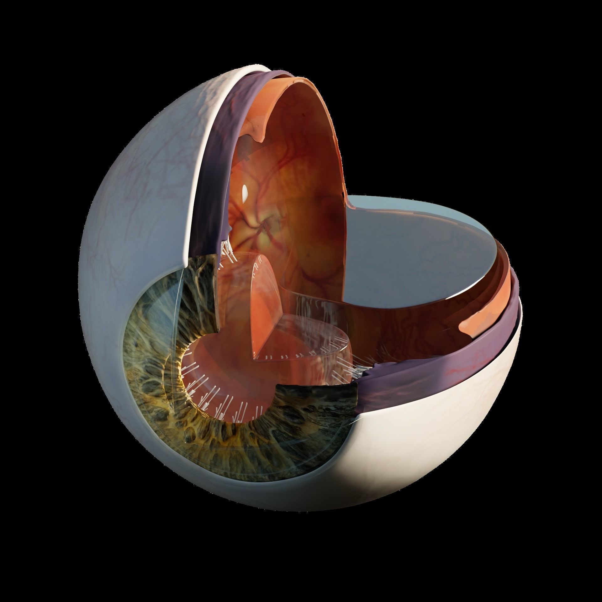 Sectioned eye anatomy model 3D model_4